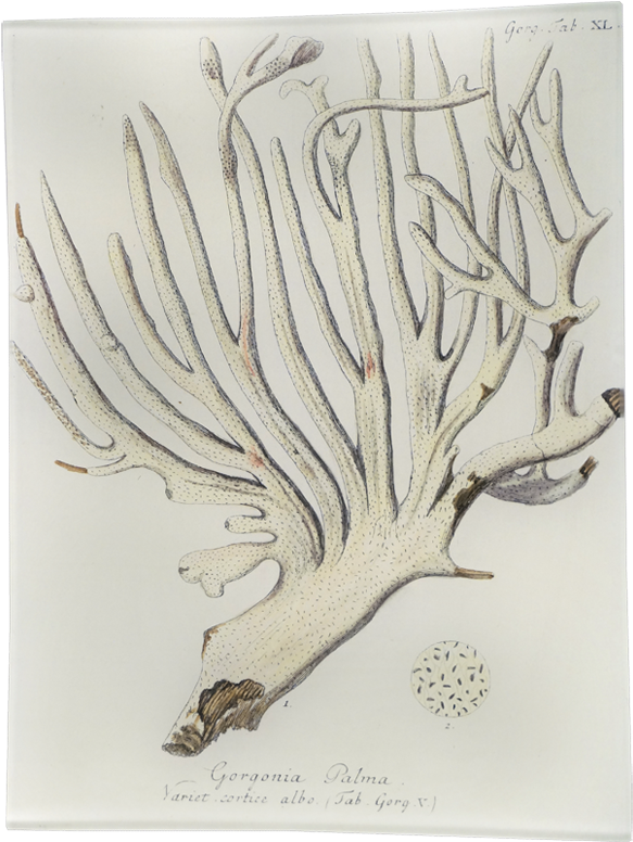 Sea (800x800), Png Download