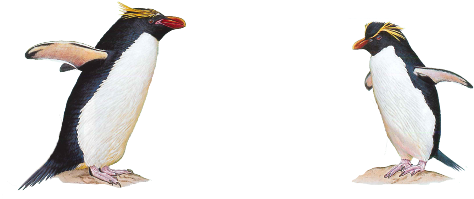 Penguin - Macaroni Penguin Transparent (1000x407), Png Download