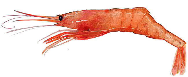 Red Shrimp Png Free Download - Northern Shrimp Pandalus Borealis (650x268), Png Download