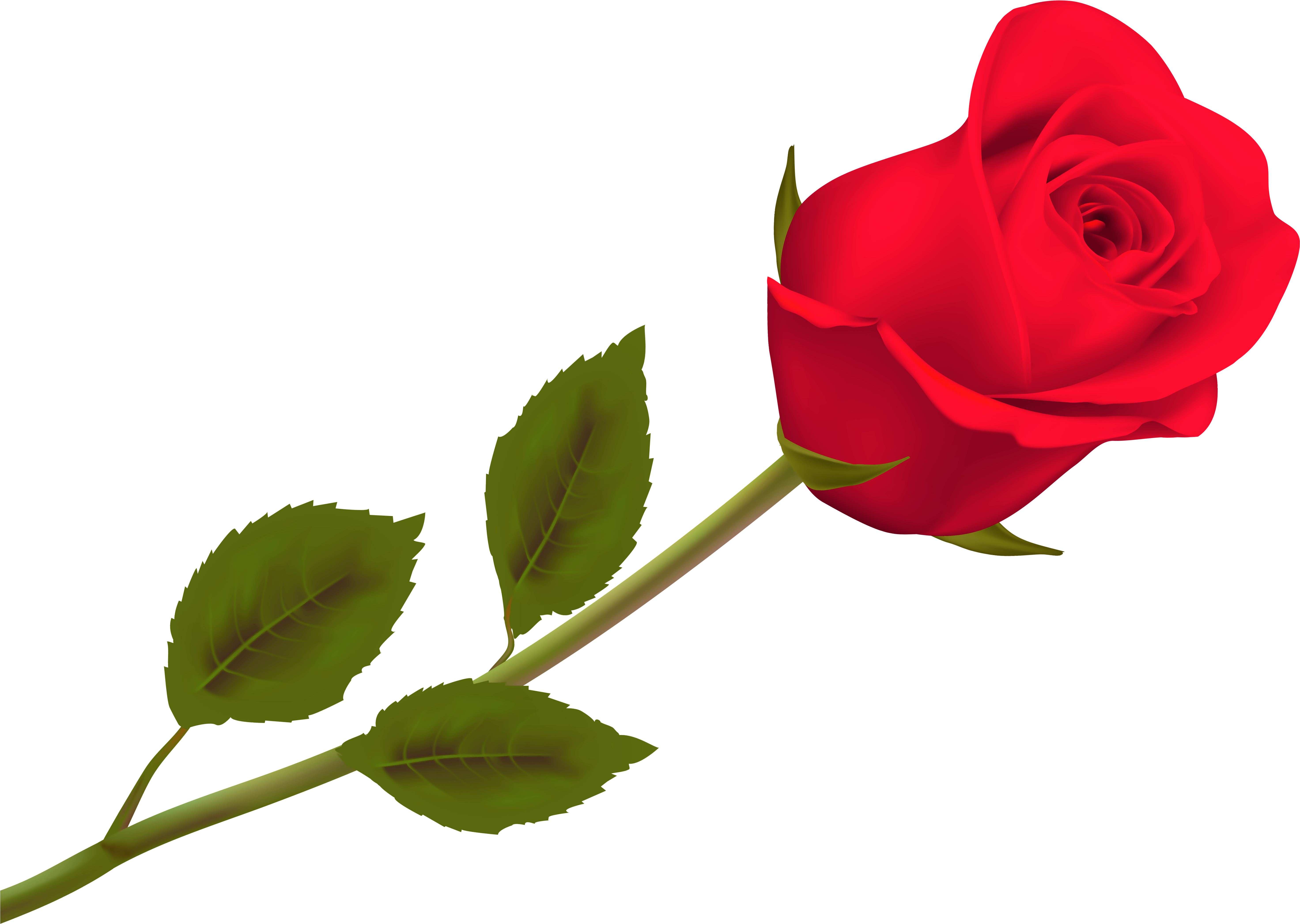 Una Herterich - Single Red Rose Png (5936x4346), Png Download