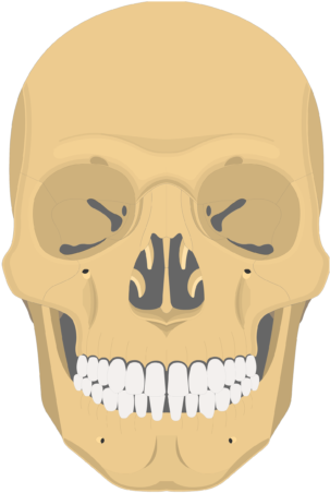 Nasal, Vomer, And Inferior Turbinate Bones Anterior - Inferior Concha Skull (770x481), Png Download