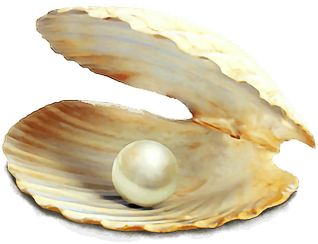 Concha Do Mar Em Png (622x514), Png Download