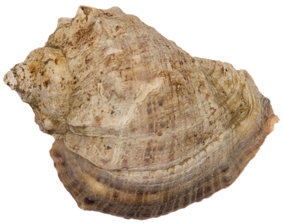 Transparente Con Png Para La Concha - Seashell (1024x824), Png Download