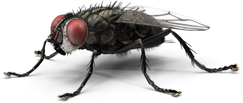 House Fly Repellent - Housefly Png (1024x1024), Png Download
