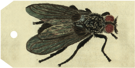 Fly - House Fly (500x500), Png Download