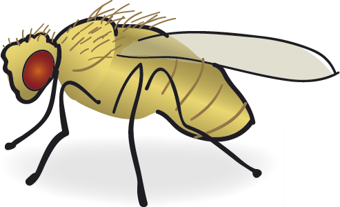 Drosophila - Fruit Fly Drawing (493x300), Png Download