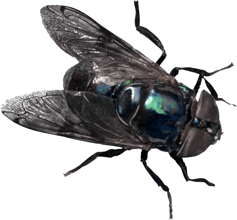 Has 4 Legs And 1 Foot (480x447), Png Download