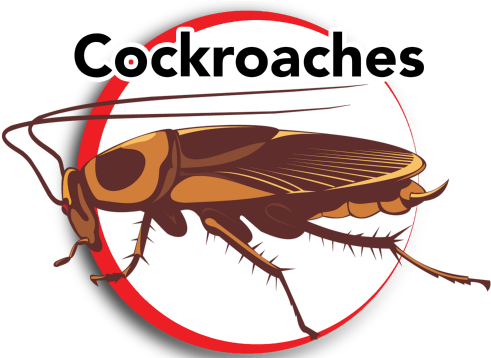 Cockroaches 1 - Cockroach (500x357), Png Download