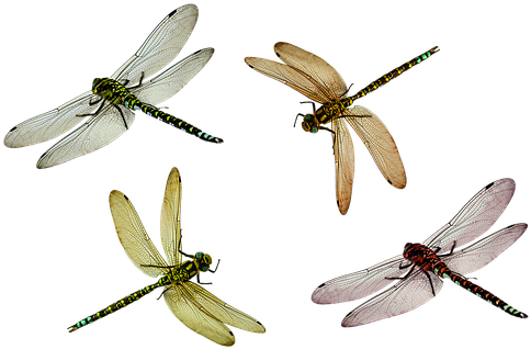 Animal, Dragonfly, Insect, Isolated, Fly - Dragonfly Transparent (542x340), Png Download