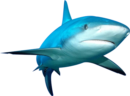 Clouds In The Sky - Fish Png For Picsart (437x323), Png Download