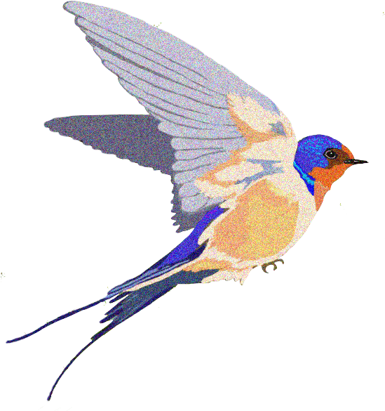 Barn Swallow Background Png - Swallow Bird Transparent Bg (548x610), Png Download