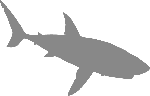 Shark Swimming - Great White Shark (576x371), Png Download