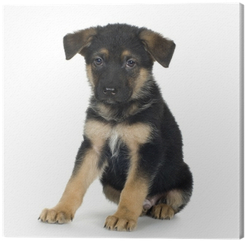 German Shepherd / Alsatian, Police Dog Canvas Print - German Shepherd Picture - Journal (400x400), Png Download