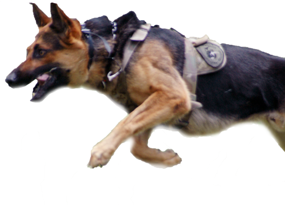 Bear Running Cut Out - Police (1000x876), Png Download