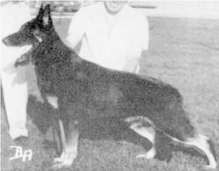 Ch Von Ludwig Of Oak Glen Apr 26, - Old German Shepherd Dog (449x449), Png Download