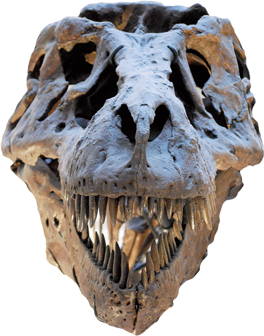 Article Section Image - Field Museum Of Natural History (530x670), Png Download