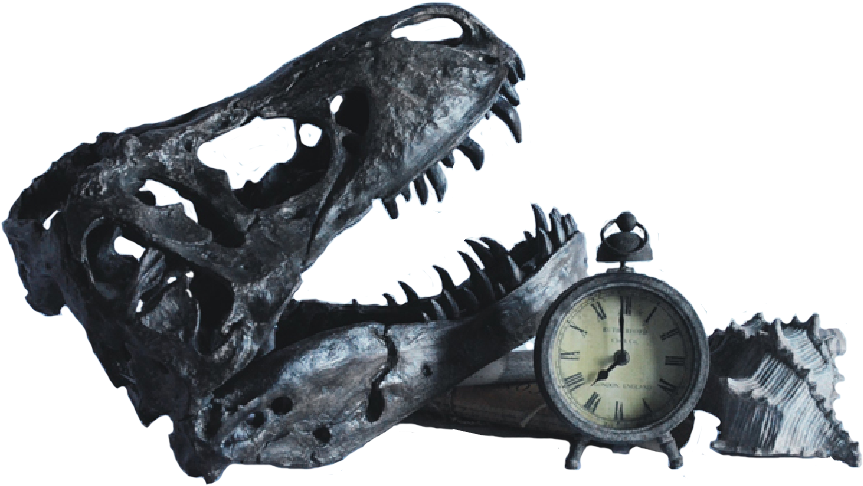 T-rex Fossil Skull - Dinosaur (916x528), Png Download