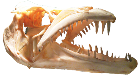 Animal Skull, Skull Of Predator - Fang (484x354), Png Download
