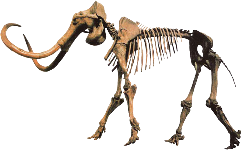 Woolly Mammoth Skeleton (800x502), Png Download