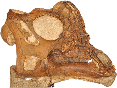 Skull - Dinosaur (842x312), Png Download