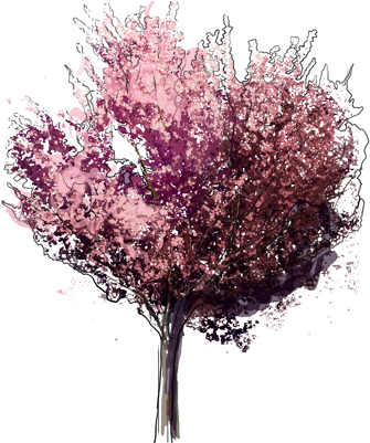Flowering Shrub Png Japanese Flowering Cherry - Prunus Serrulata Kanzan (343x400), Png Download
