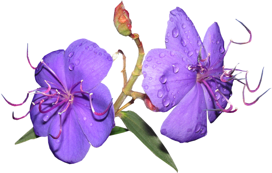 Flower, Purple, Rain Drops, Shrub, Garden - Love (960x601), Png Download