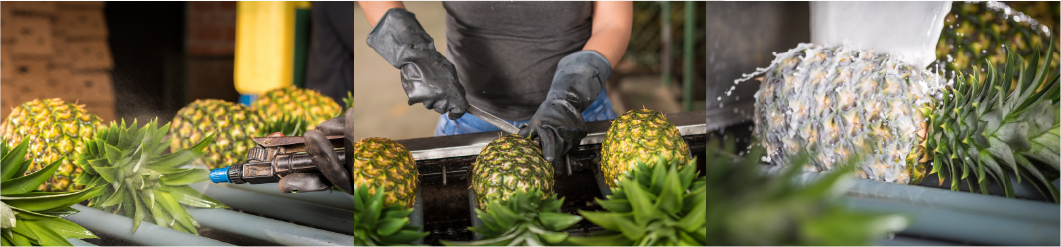 The Pineapples Are Then Submitted To A Process Of Preparation - Pineapple (1061x247), Png Download