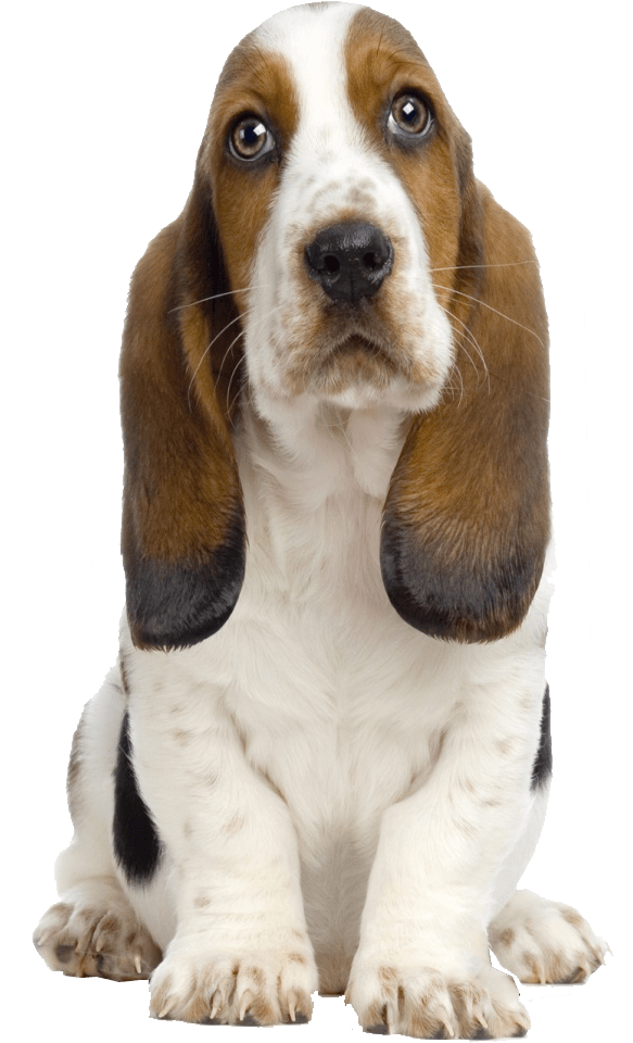 Basset Hound Transparent Background - 3 Levels Of Listening Coaching (582x1047), Png Download