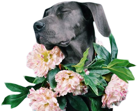 Dog Fun Flowers Nice Floral Fabulous Transparent Doge - Great Danes And Flowers (500x500), Png Download