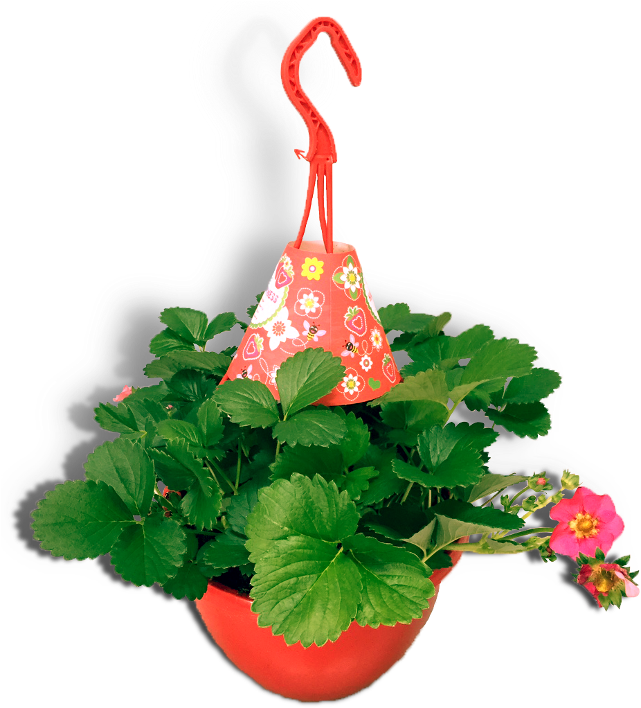 Aardbeienplant 22cm Hangpot Productfoto Rood Donkerroze - Strawberries (941x1045), Png Download