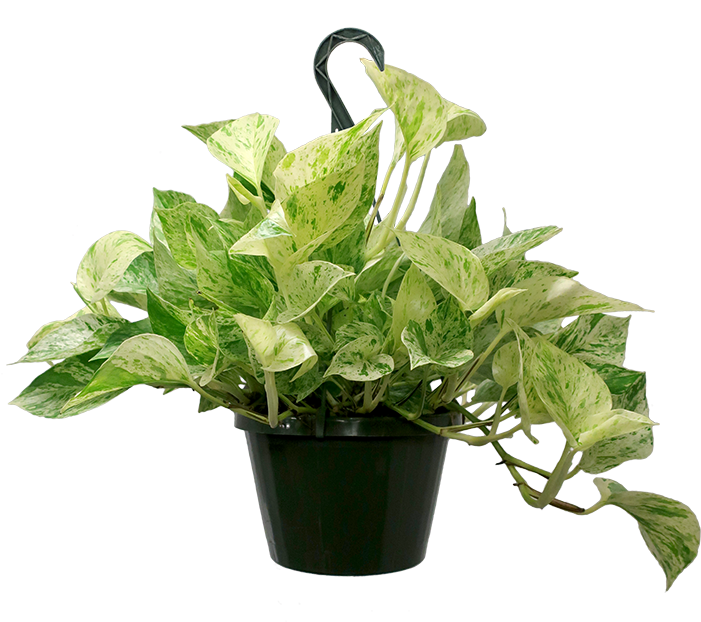 Marble Queen Pothos Hanging Basket - Devil's Ivy (700x1034), Png Download