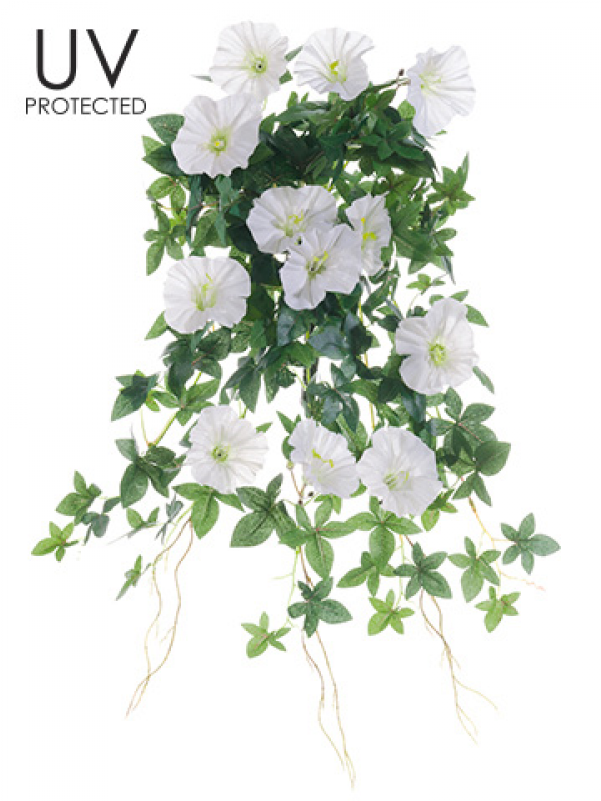 20" Uv Protected Morning Glory Hanging Bush Cream - Allstate Floral & Craft Uv Protected Outdoor Morning (800x800), Png Download