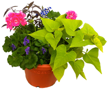 Patio Pots (360x336), Png Download