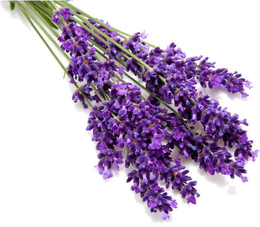 Lavender Essential Oil 15 Ml - Transparent Lavender Png (700x466), Png Download