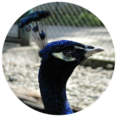 Indian Peafowl (400x400), Png Download