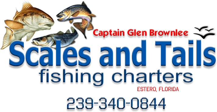 Scales And Tails Fishing Charters - Calcutta Redfish Decal, 4-inch By 5-inch (726x376), Png Download
