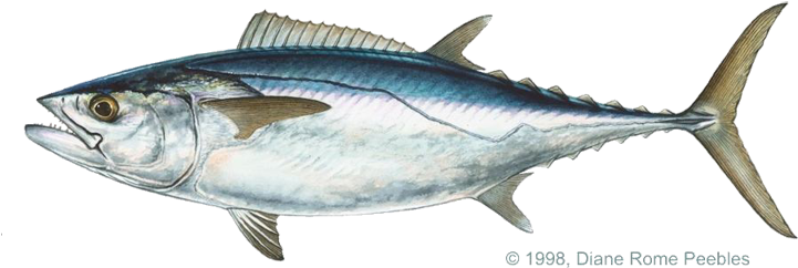 Atlantic Bonito (720x283), Png Download