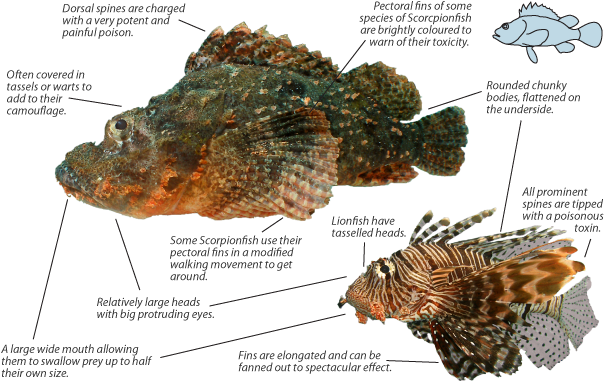 Lionfish-scorpionfish - Stone Fish Dorsal Fin (620x400), Png Download