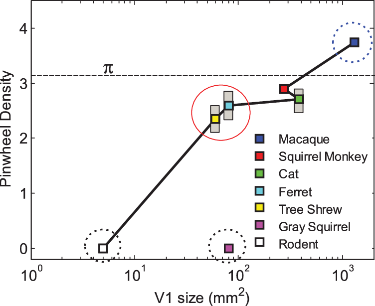 Pinwheel Densities Versus Primary Visual Cortex (v1) - Visual Cortex (752x614), Png Download