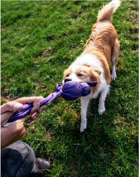 Dog Catches Something (600x600), Png Download