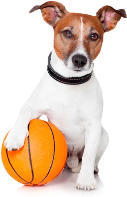 Toys - Color (470x400), Png Download