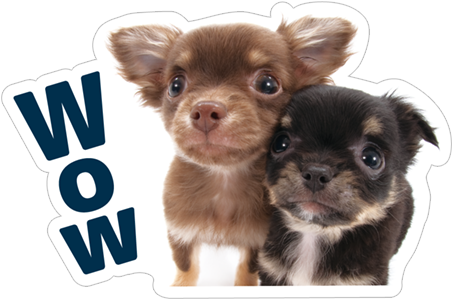 Wow - Dog (490x317), Png Download