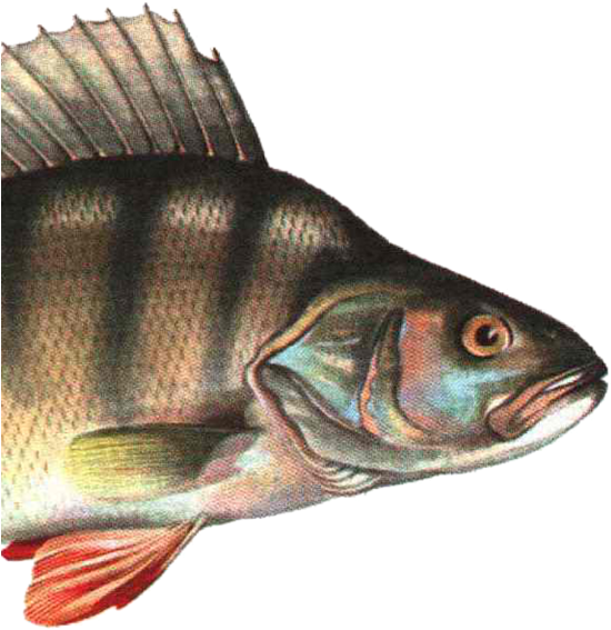 Bleed Area May Not Be Visible - Fish (600x586), Png Download