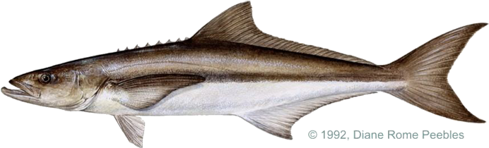 All-tackle World Records - Cabio Fish (720x219), Png Download