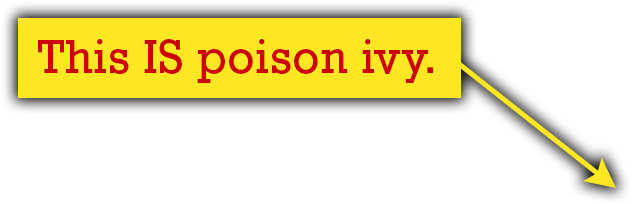 Quiz Thorns - Quiz (900x600), Png Download