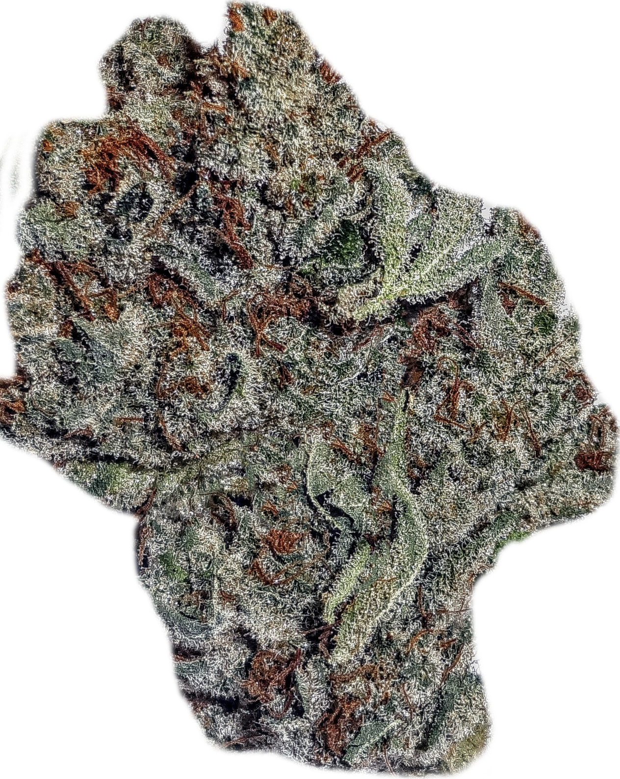 White Fire, Og - Steemit (1264x1586), Png Download