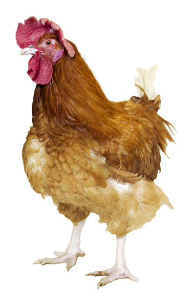 T55 Coloured Rooster For Breeding Farmer Market, Label - Poulet Cs Go Png (500x626), Png Download