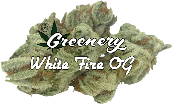 Shortleaf Black Spruce (600x400), Png Download