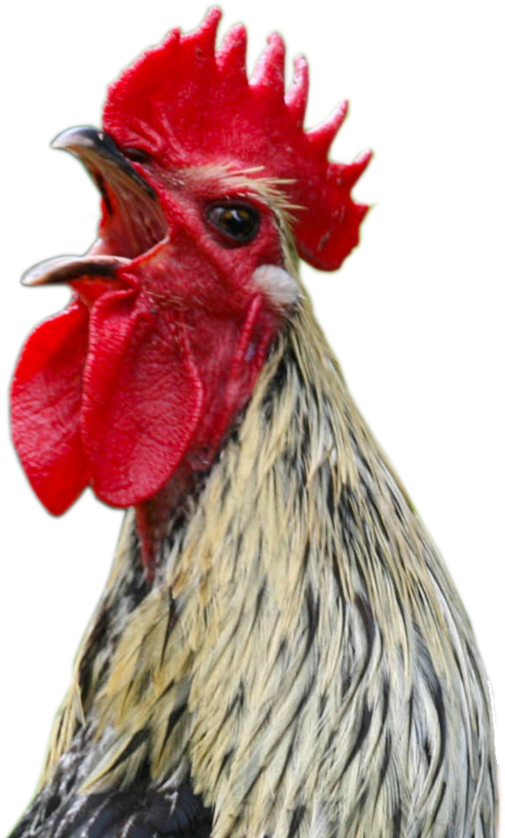 Cock Png - Chicken Screaming Png (1000x972), Png Download