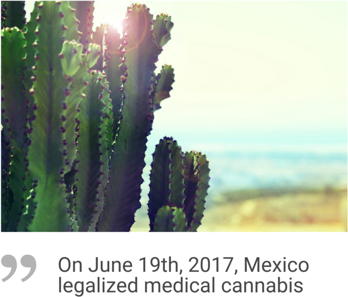 Mexico Cannabis Market - Blurry Cactus Backpack By Xochrisco (790x717), Png Download